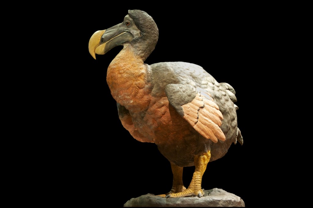 A dodo