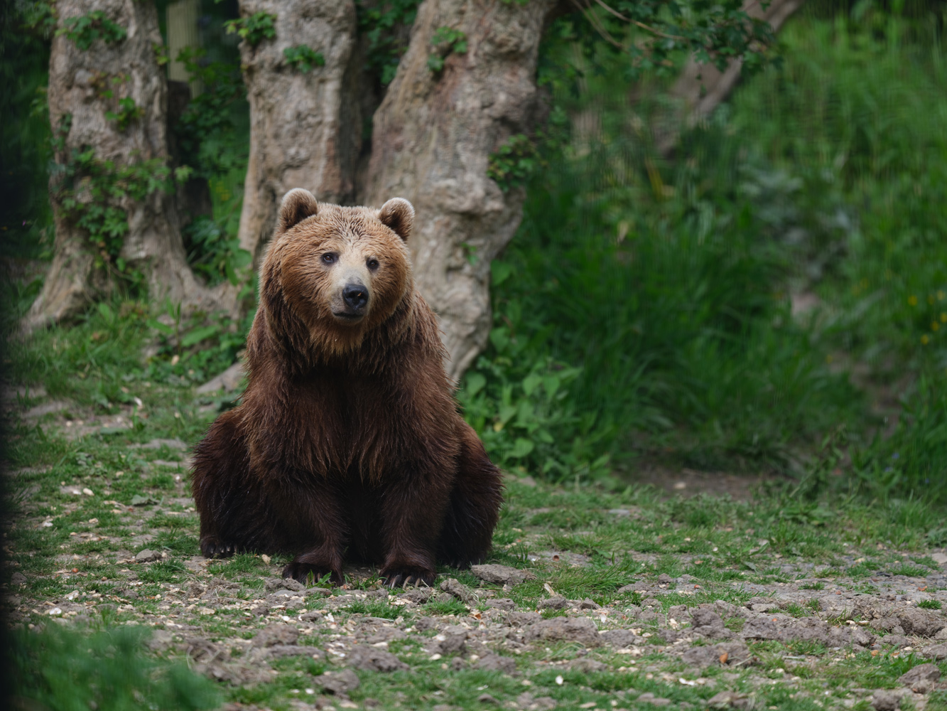 Fujfilm GFX100S II sample photos bear sitting