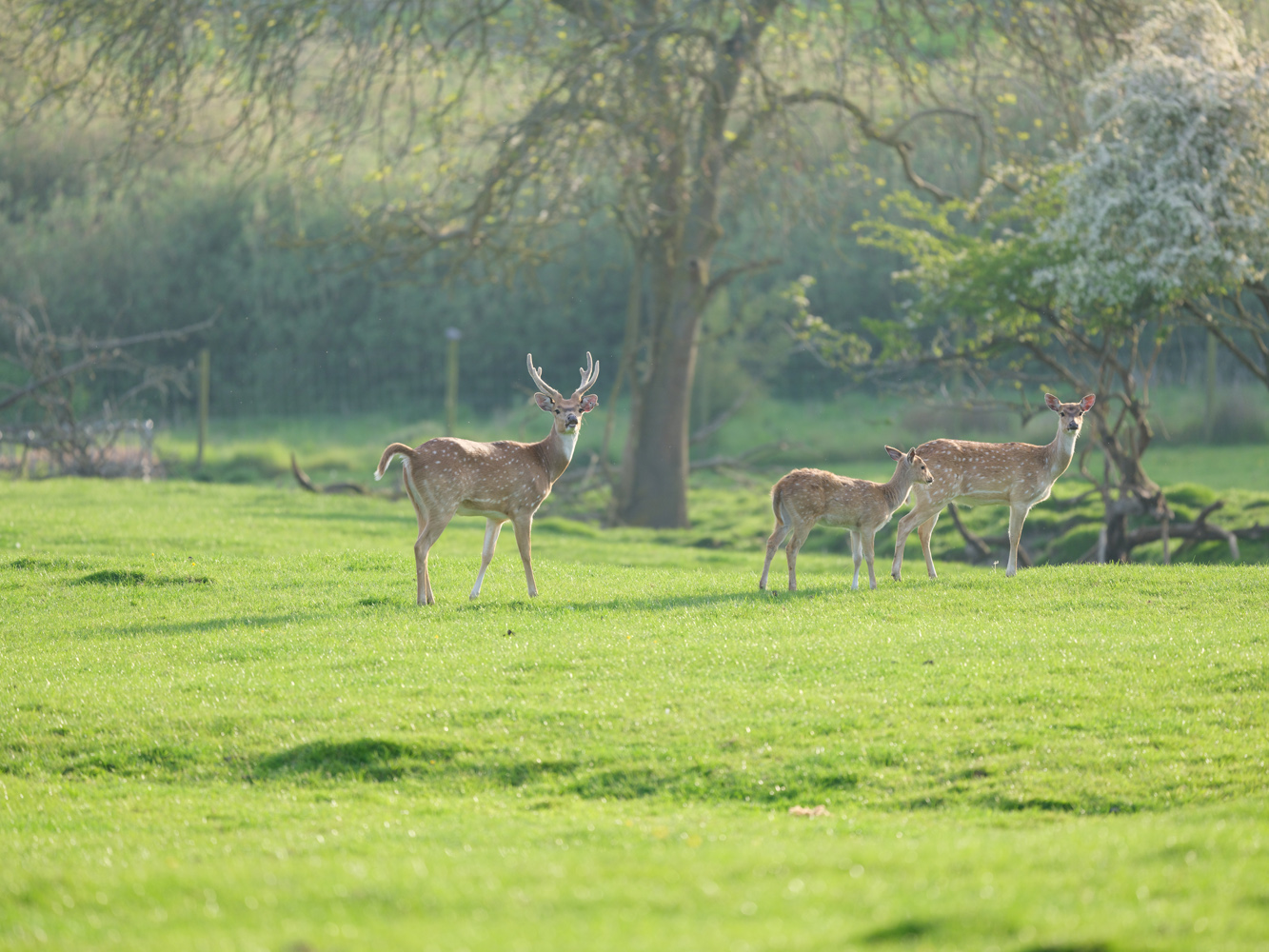 Fujfilm GFX100S II sample photos deer