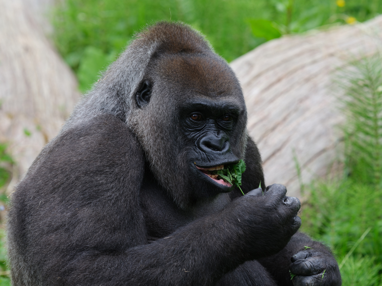 Fujfilm GFX100S II sample photos gorilla eating