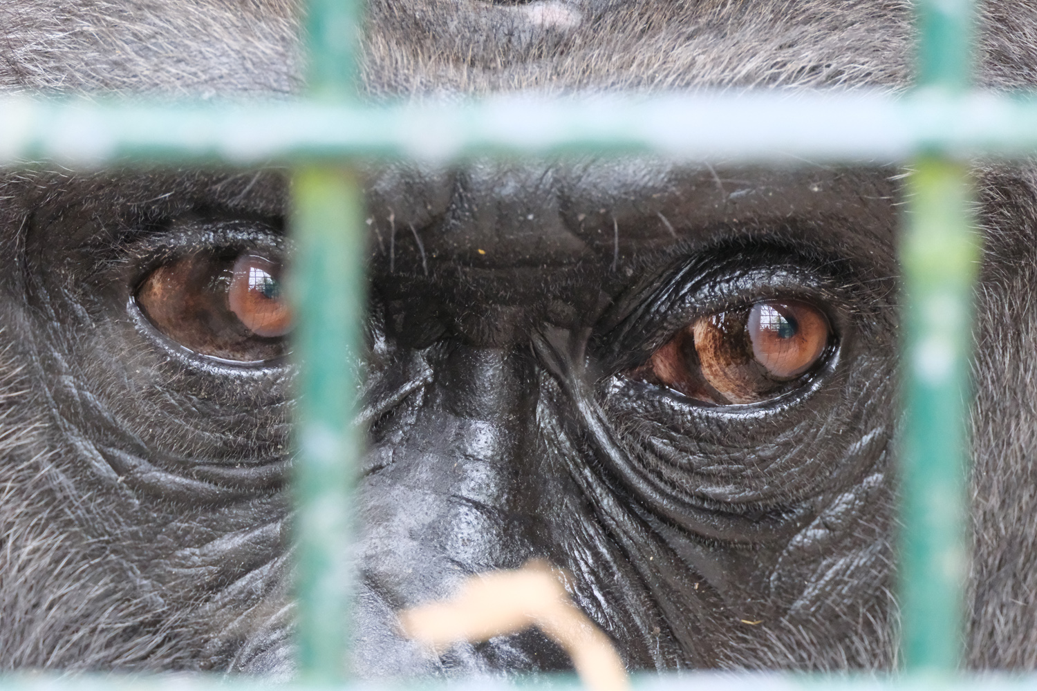 Fujifilm X-T50 sample photos gorilla eyes