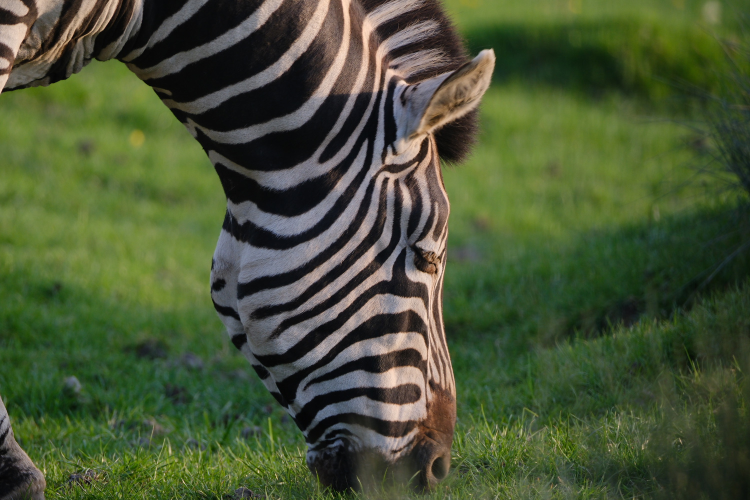 Fujifilm X-T50 sample photos zebra