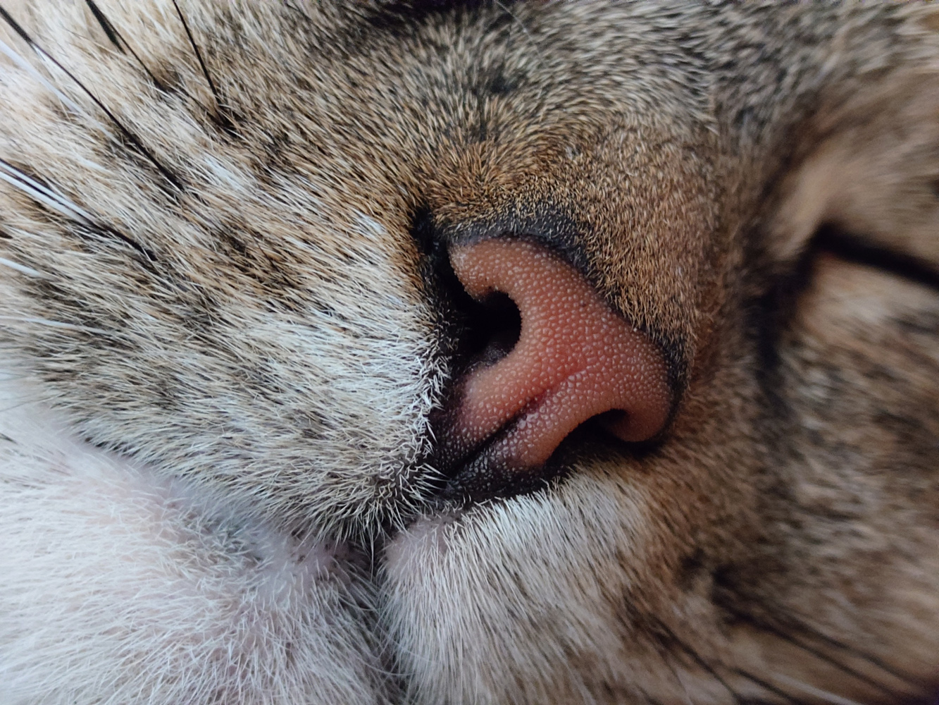 Sony Xperia 1 VI camera samples cat nose macro